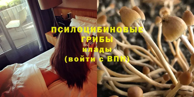 ссылка на мегу онион  Тверь  Галлюциногенные грибы Psilocybe 